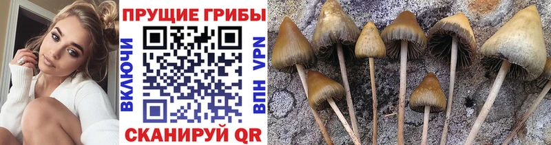 Псилоцибиновые грибы мухоморы  Новозыбков 